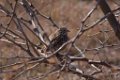 Vesper Sparrow 2016-02-13_1